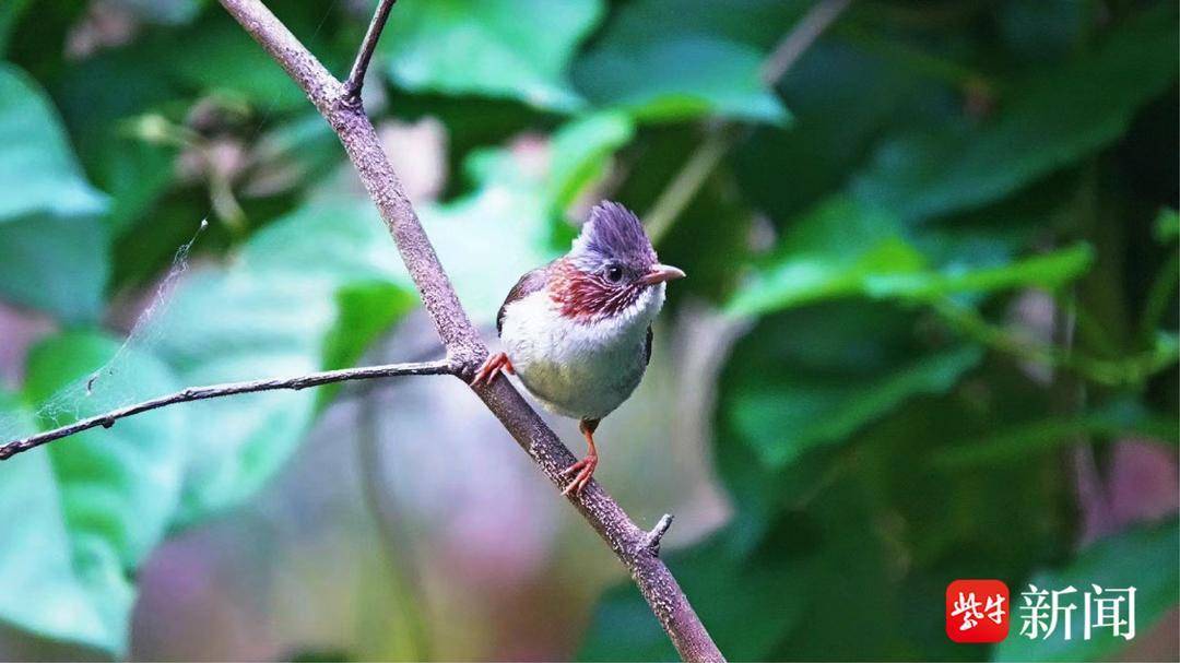 江苏新增34种物种！大鸨消失30余年后再次现身