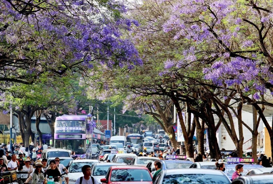 开了！今年昆明蓝花楹花期提前，盛花期在→