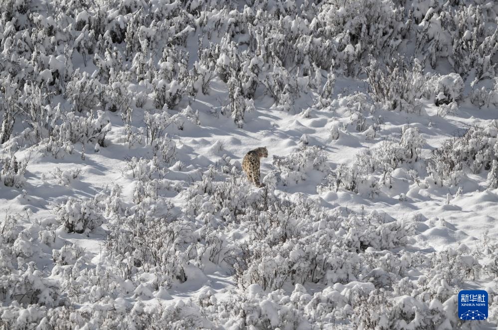 雪豹现身莲宝叶则景区