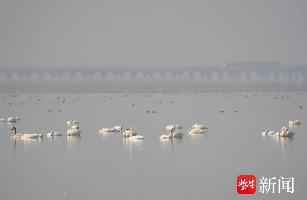 80种水鸟在江苏越冬！东方白鹳等国家重点保护鸟类共20种