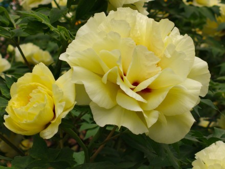 被洛阳五颜六色的牡丹惊艳到了