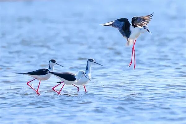 冰城湿地迎来大长腿“鸟模”！高跷鸻翩跹起舞，家门口上演春日恋曲
