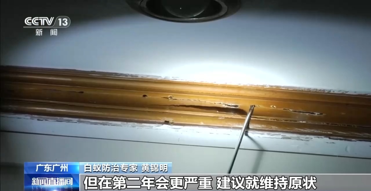 白蚁分飞期提前20多天 千万别乱喷药、乱拆家具