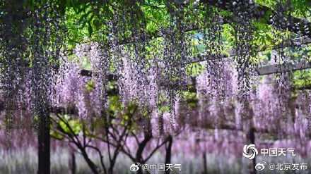 北京玉渊潭紫藤如帘醉春风