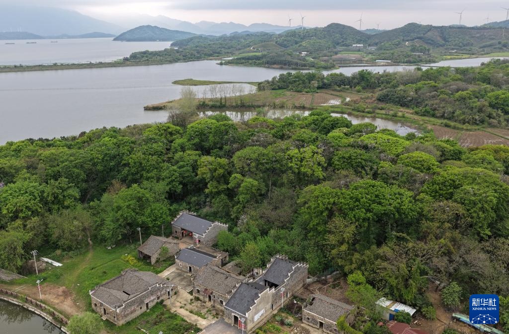 鄱阳湖畔苍鹭村：28年守护 人鸟共家园