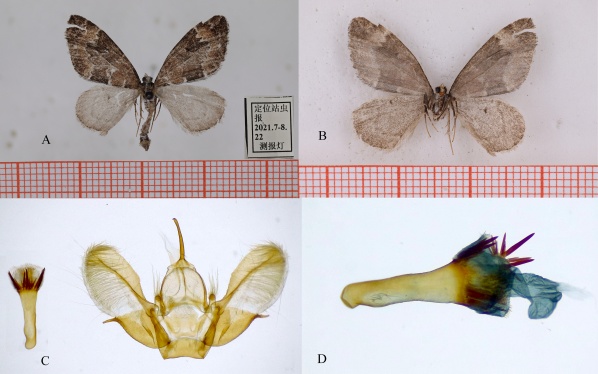西藏昆虫又添3种尺蛾科新物种