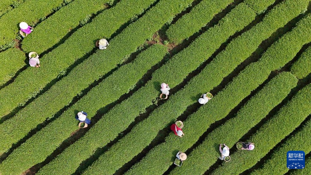 诗意中国丨春山谷雨前 并手摘芳烟