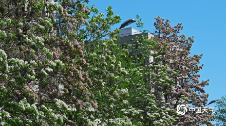 北京楸树花开溢满枝头花量超标
