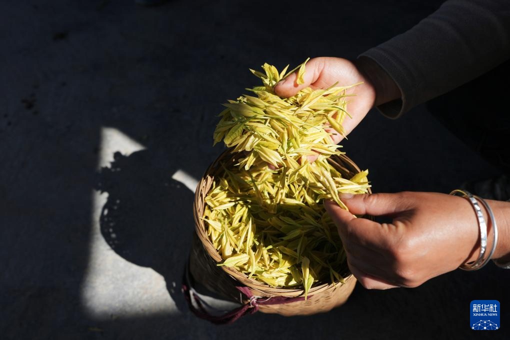 诗意中国丨春山谷雨前 并手摘芳烟