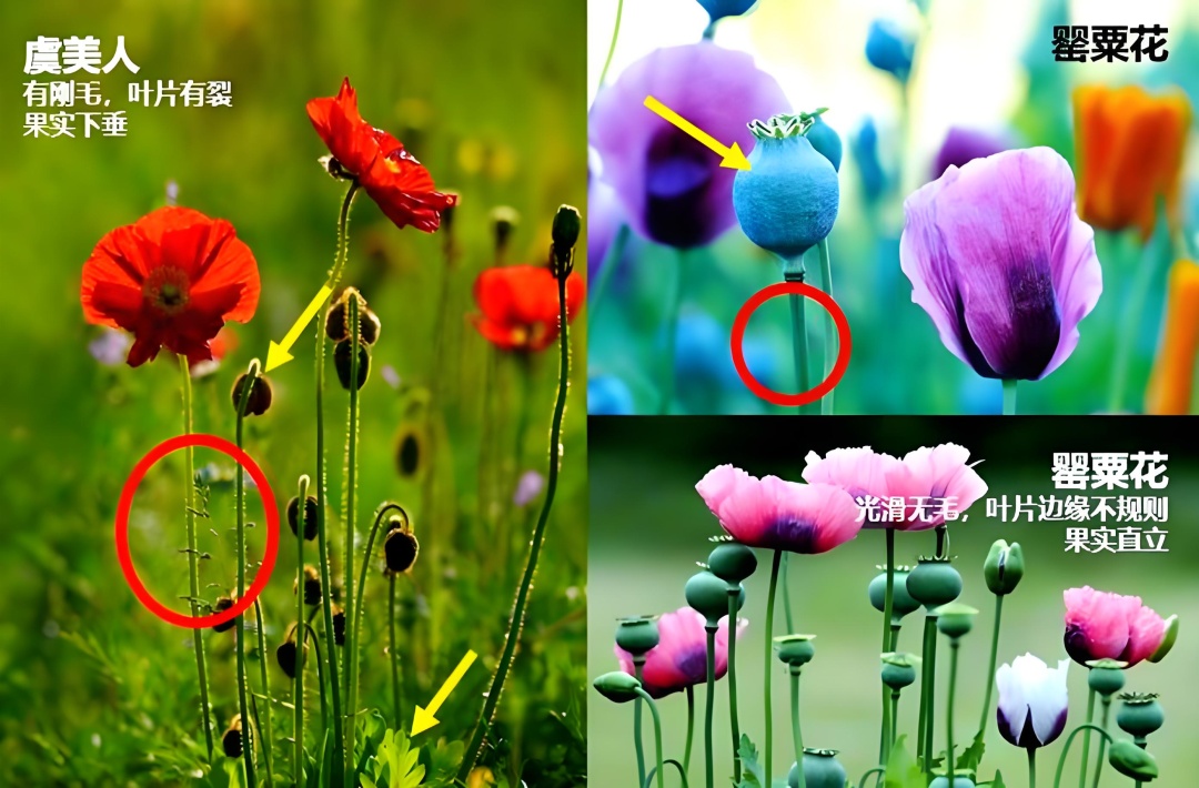 幼儿园小朋友辨出花坛中的罂粟