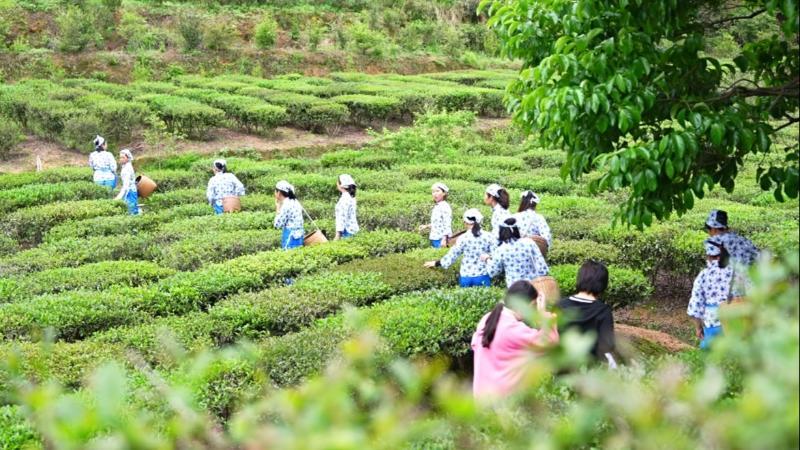 江西寻乌：谷雨前后采茶忙 茶文旅融合激发消费活力