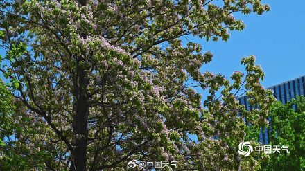 北京楸树花开溢满枝头花量超标