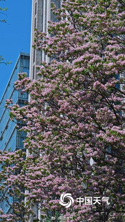北京楸树花开溢满枝头花量超标