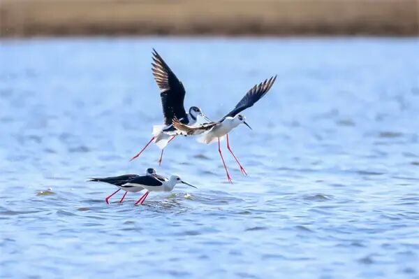 冰城湿地迎来大长腿“鸟模”！高跷鸻翩跹起舞，家门口上演春日恋曲
