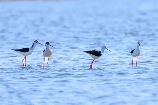 冰城湿地迎来大长腿“鸟模”！高跷鸻翩跹起舞，家门口上演春日恋曲