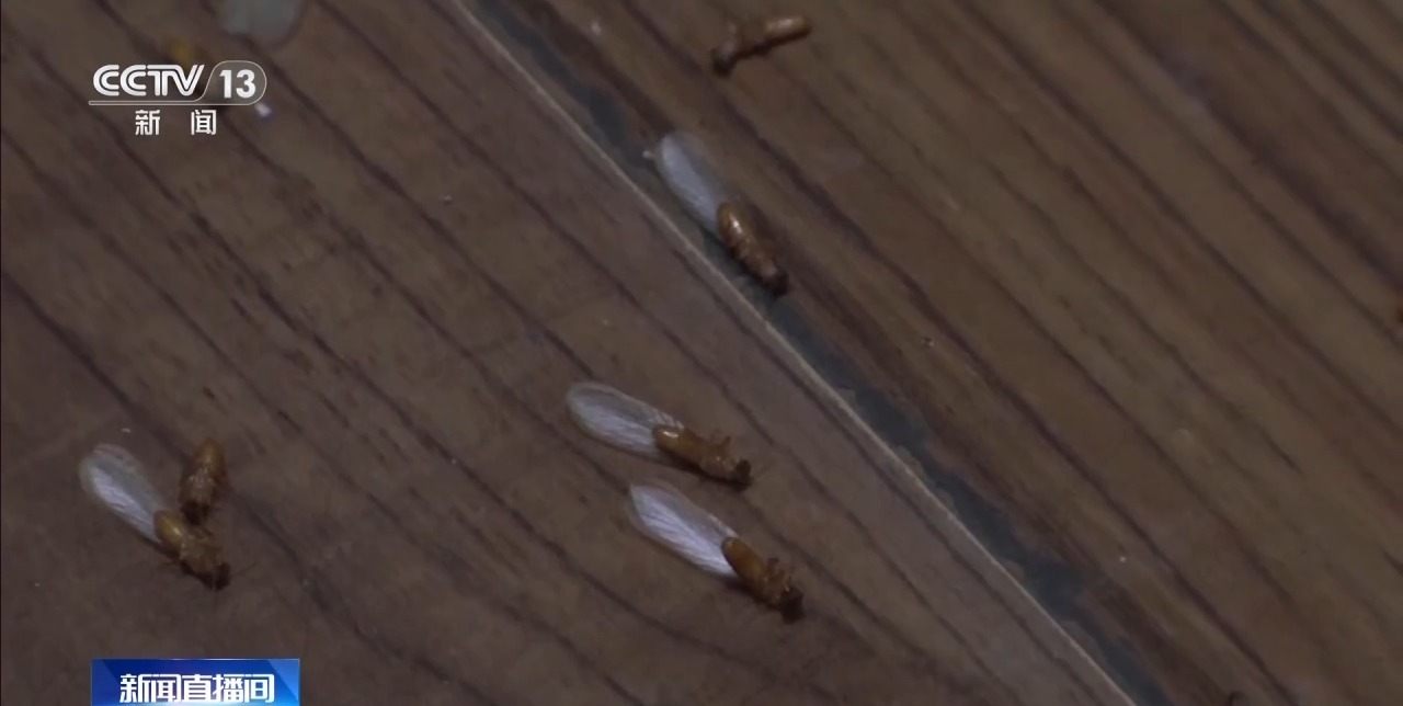 白蚁分飞期提前20多天 千万别乱喷药、乱拆家具