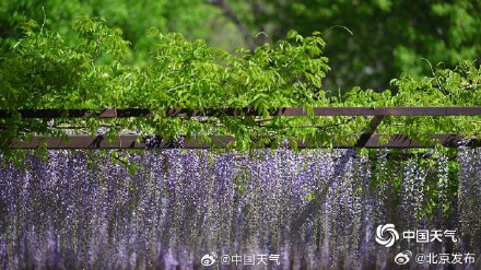 北京玉渊潭紫藤如帘醉春风