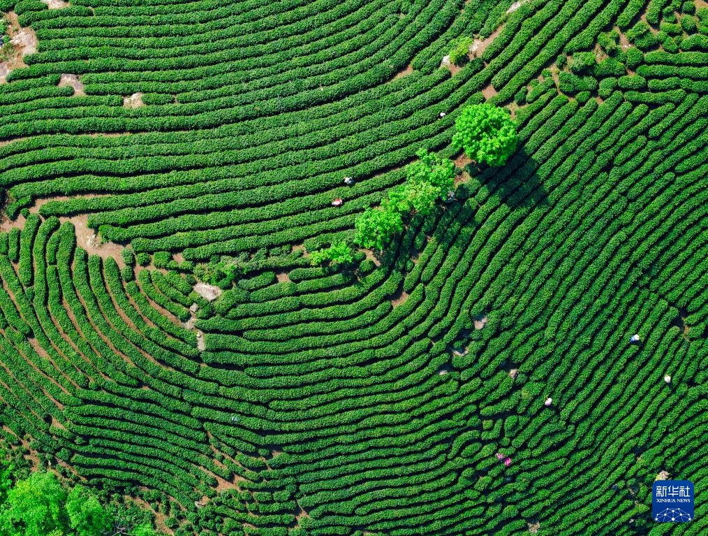 诗意中国丨春山谷雨前 并手摘芳烟