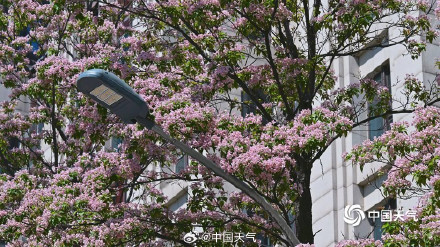 北京楸树花开溢满枝头花量超标