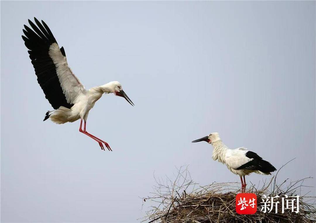 80种水鸟在江苏越冬！东方白鹳等国家重点保护鸟类共20种