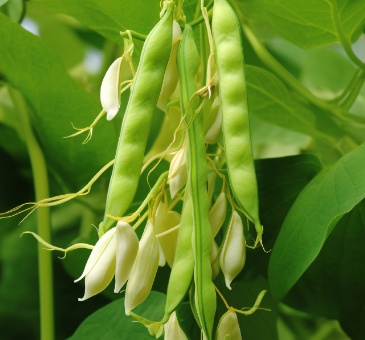 豆角煮熟透，别让“翠绿”变“危险”