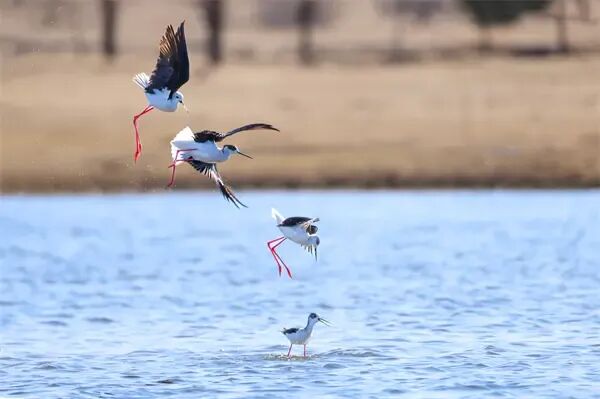 冰城湿地迎来大长腿“鸟模”！高跷鸻翩跹起舞，家门口上演春日恋曲