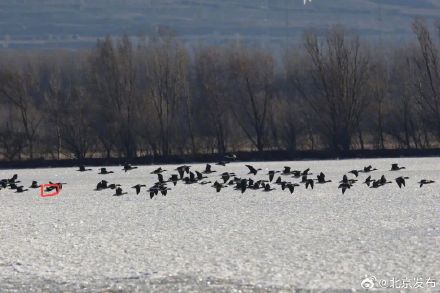 北京野生动物“上新”！黑冠鳽、华北蝮等5种首次入列名录