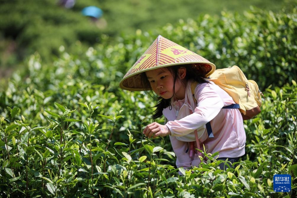 诗意中国丨春山谷雨前 并手摘芳烟