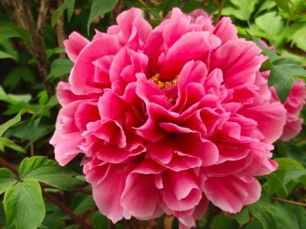 被洛阳五颜六色的牡丹惊艳到了