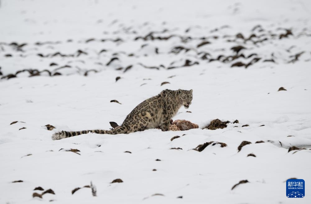 雪豹现身莲宝叶则景区