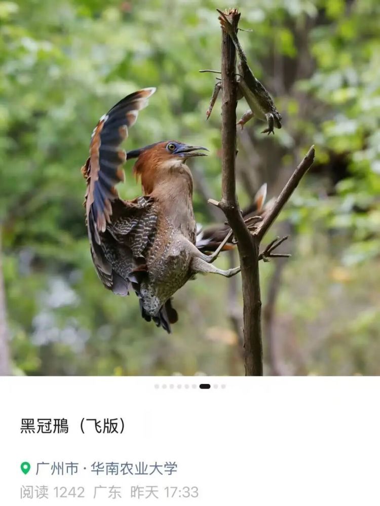 铁丝、死蛙、放狗吓鸟，网友称广州多个公园出现“诱拍装置”，园方回应