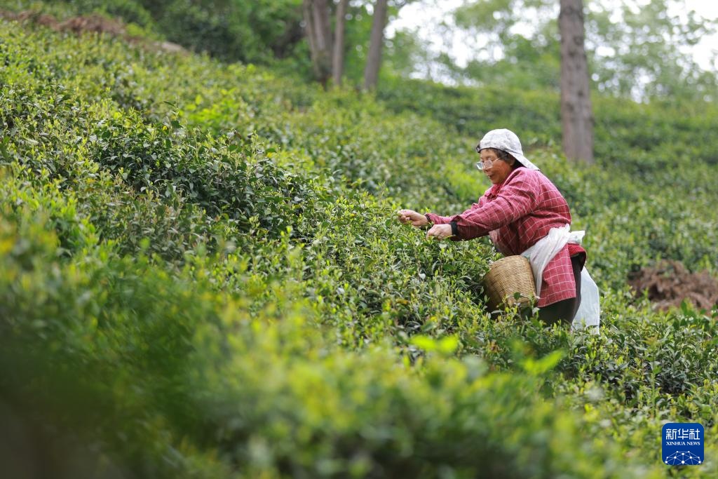 诗意中国丨春山谷雨前 并手摘芳烟