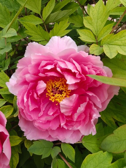 被洛阳五颜六色的牡丹惊艳到了