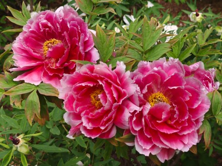 被洛阳五颜六色的牡丹惊艳到了