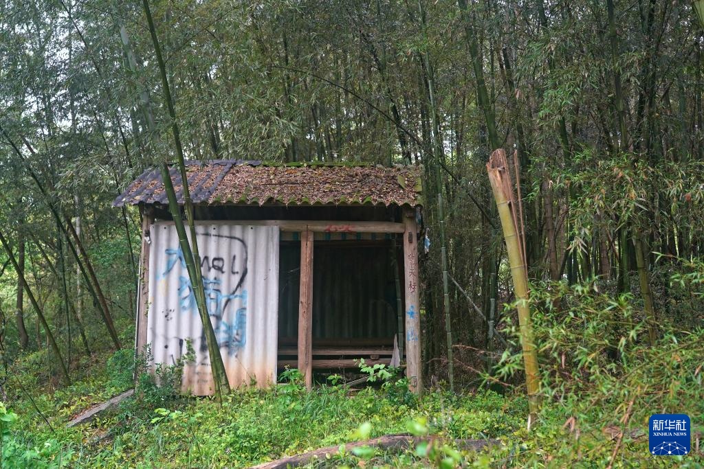 鄱阳湖畔苍鹭村：28年守护 人鸟共家园