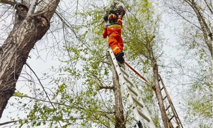 挖野菜，咋就“挖”上了热搜？