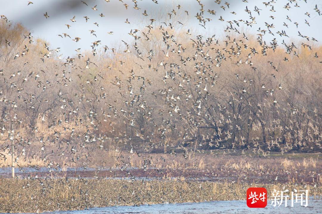 80种水鸟在江苏越冬！东方白鹳等国家重点保护鸟类共20种