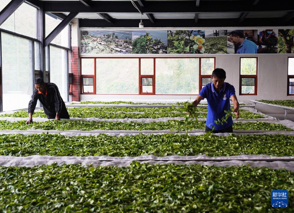 诗意中国丨春山谷雨前 并手摘芳烟