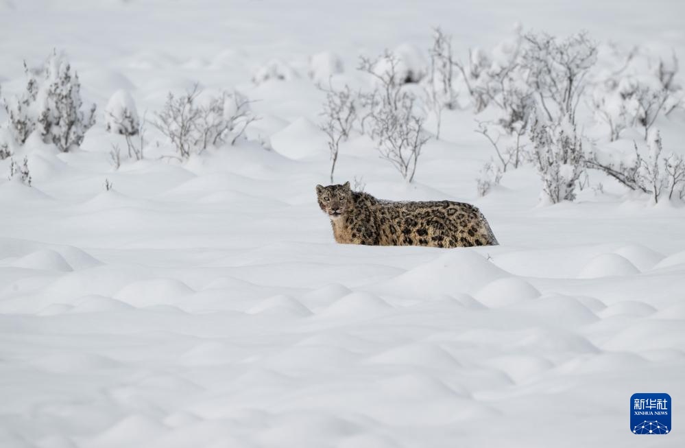 雪豹现身莲宝叶则景区
