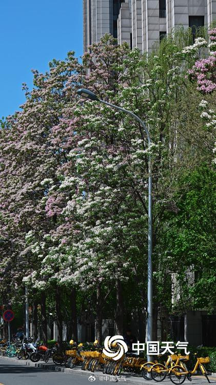 北京楸树花开溢满枝头花量超标