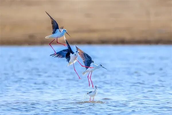 冰城湿地迎来大长腿“鸟模”！高跷鸻翩跹起舞，家门口上演春日恋曲