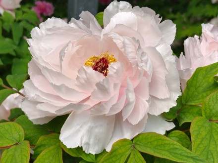 被洛阳五颜六色的牡丹惊艳到了