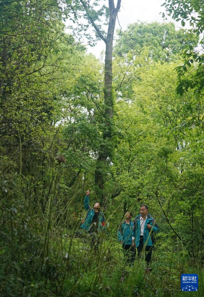 鄱阳湖畔苍鹭村：28年守护 人鸟共家园