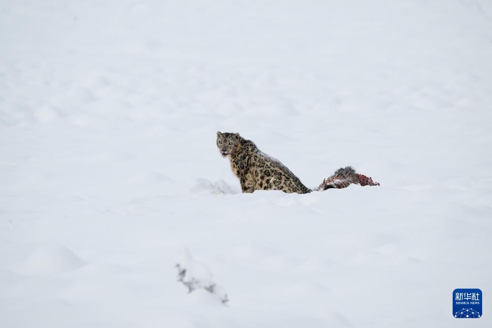 雪豹现身莲宝叶则景区