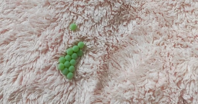 千万别摸！有腐蚀性！最近又到高峰期，很多人已在家中发现……