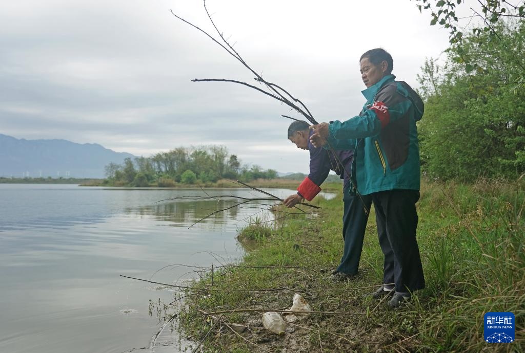 鄱阳湖畔苍鹭村：28年守护 人鸟共家园