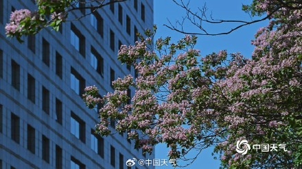 北京楸树花开溢满枝头花量超标