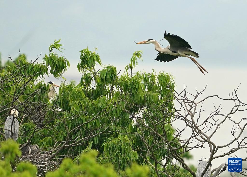 鄱阳湖畔苍鹭村：28年守护 人鸟共家园