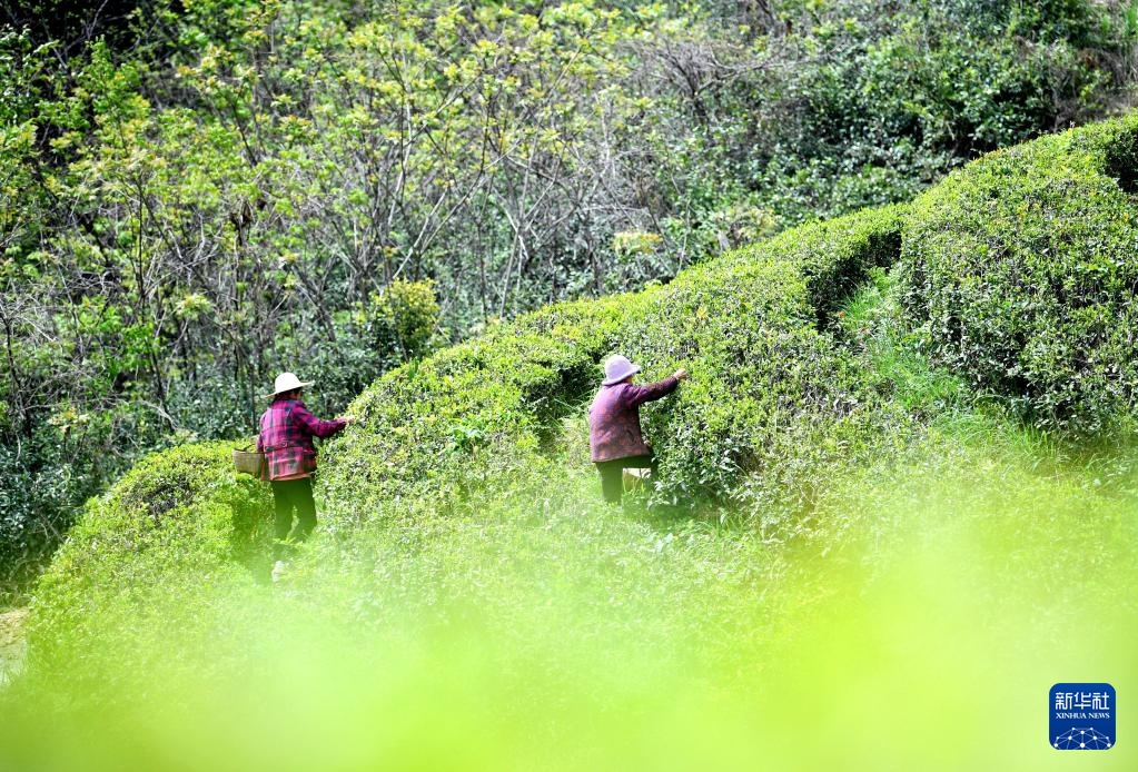诗意中国丨春山谷雨前 并手摘芳烟