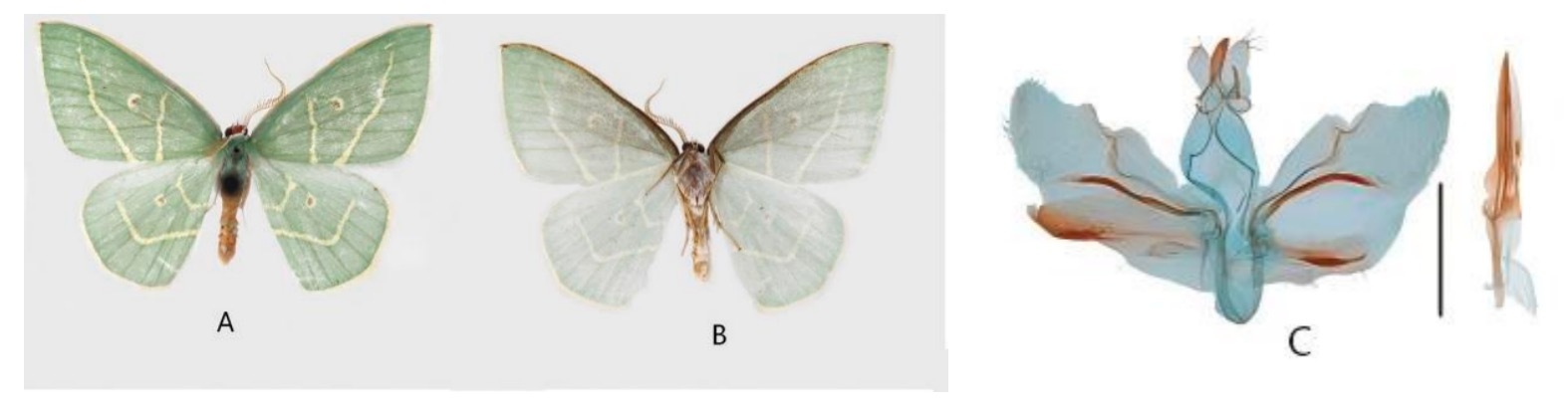 西藏昆虫又添3种尺蛾科新物种